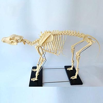 Modèle de spécimen de squelette de chien enseignement de l'anatomie animale et enseignement de la biologie humaine outil de démonstration de l'enseignement vétérinaire. En choisissant DIAYTAR COTE D'IVOIRE, les clients bénéficient d'une expérience d'achat en ligne personnalisée et conviviale. La boutique propose des filtres de recherche pour faciliter la navigation et des descriptions détaillées des produits pour aider les clients à prendre des décisions éclairées. De plus, le système de paiement sécurisé de DIAYTAR COTE D'IVOIRE garantit la sécurité des transactions.