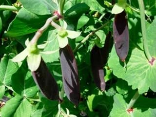 Légumes pois violet mangetout pois neige shiraz 220 graines. DIAYTAR COTE D'IVOIRE est une boutique en ligne généraliste qui propose plus de 300 000 références de produits. Elle est devenue la boutique leader en Côte d'Ivoire grâce à sa large sélection de produits et à ses prix compétitifs. Elle offre une expérience d'achat en ligne sécurisée et fiable.