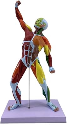 Modèle d'organes cutanés et musculaires modèle anatomique et musculaire avec parties amovibles manuel