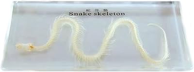 Spécimen de squelette de serpent furlou - modèle éducatif en résine d'os d'animal véritable - spécimen de squelette en résine transparente pour l'enseignement leowe. DIAYTAR COTE D'IVOIRE est une boutique en ligne généraliste qui propose plus de 300 000 références de produits, faisant d'elle la boutique en ligne leader en Côte d'Ivoire. Avec une large gamme de produits, les clients peuvent trouver tout ce dont ils ont besoin en un seul endroit. La boutique offre une expérience de shopping pratique et efficace.