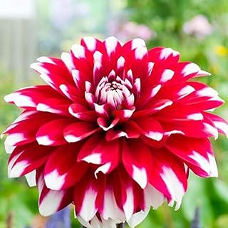 3 bulbes de dahlia de couleurs mélangées plantes vivaces dans un pot. DIAYTAR COTE D'IVOIRE est une boutique en ligne généraliste qui propose plus de 300000 références de produits, répondant ainsi aux besoins de ses clients ivoiriens. Leader sur le marché ivoirien, elle offre une grande variété de produits pour tous les goûts et les budgets. Avec sa large sélection, DIAYTAR COTE D'IVOIRE est devenue la destination préférée des consommateurs en Côte d'Ivoire.