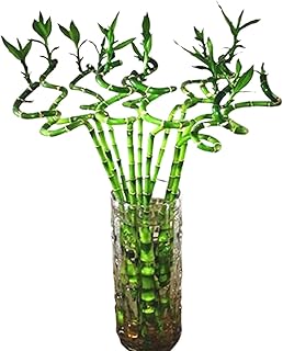 Bâtons de danse en bambou porte-bonheur pour plantes d'intérieur (6 bâtons) pour salon, coin de table, décoration de bureau à domicile. DIAYTAR COTE D'IVOIRE est une boutique en ligne généraliste qui propose plus de 300 000 références de produits diversifiés. En tant que leader du marché ivoirien, elle offre une expérience d'achat en ligne conviviale et sécurisée. DIAYTAR COTE D'IVOIRE est la référence pour les consommateurs ivoiriens qui recherchent des produits de qualité à des prix compétitifs.