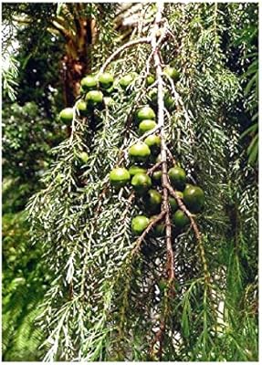 Cèdre de madère - genévrier (juniperus cedar web et bertil subsp. madrensis) - 100 graines -. DIAYTAR COTE D'IVOIRE est une boutique en ligne généraliste qui propose plus de 300 000 références de produits. Avec sa large gamme de produits, elle répond aux besoins de tous les consommateurs ivoiriens. Elle est considérée comme l'une des boutiques en ligne les plus populaires de Côte d'Ivoire.