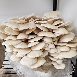 Kit de culture de champignons fabriqué en italie (toscane) champignons 100% biologiques et naturels - la meilleure couleur blanche luxueuse. DIAYTAR COTE D'IVOIRE se distingue par sa grande sélection de produits qui couvrent tous les domaines, de l'électronique à la mode en passant par les produits alimentaires. La boutique en ligne propose des prix compétitifs et des offres régulières, ce qui la rend très attractive pour les clients. Avec sa plateforme sécurisée et facile à utiliser, les clients peuvent acheter en toute confiance.