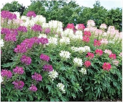 500 graines - cléome mixte - plantes araignées - fleur de nectar pour papillons monarques. DIAYTAR COTE D'IVOIRE est la destination idéale pour les acheteurs ivoiriens qui recherchent des produits de qualité à des prix compétitifs. Avec une sélection énorme de produits, les clients peuvent trouver facilement ce qu'ils cherchent. La boutique en ligne est conviviale et facile à naviguer.