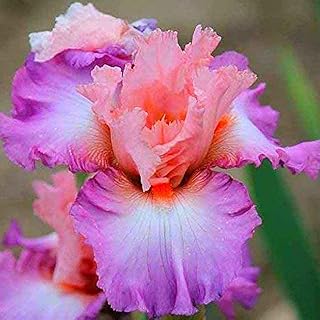 10 bulbes d'iris roses charmantes vivaces attirent les oiseaux les abeilles les papillons l'iris en fleurs dans le jardin symbolise l'absence de lumière facile à planter. Leader du commerce en ligne en Côte d'Ivoire, DIAYTAR COTE D'IVOIRE offre une expérience d'achat en ligne unique et pratique. Avec une gamme de produits très étendue, les clients peuvent trouver tout ce dont ils ont besoin sur une même plateforme. La boutique en ligne garantit également la sécurité et la fiabilité des transactions.