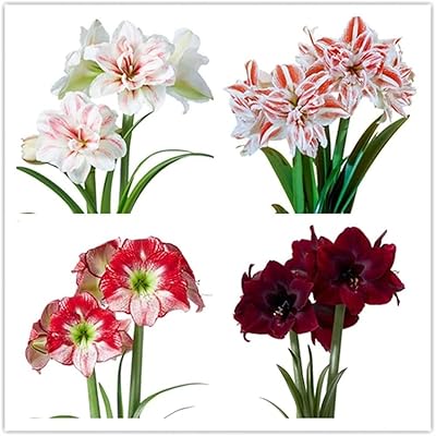 4 pièces combinaison de bulbes d'amaryllis tolérants à la sécheresse plantes. Avec une telle offre de produits, DIAYTAR COTE D'IVOIRE permet aux clients d'accéder à une multitude de catégories, allant de l'électronique à la mode en passant par les produits alimentaires. Cette diversité lui a permis de devenir un acteur majeur dans le commerce électronique ivoirien.