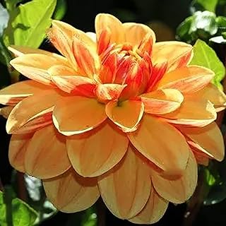 2pcs bulbes de dahlia fleurs exotiques pour terrasse extérieure planter des colorées ajoutent la couleur. Diaytar Côte d'Ivoire est une plateforme de commerce électronique qui propose une vaste sélection de produits, allant des produits alimentaires aux accessoires de mode. Avec plus de 300 000 références, la boutique en ligne offre une expérience d'achat unique et pratique. Les clients peuvent ainsi faire leurs courses en ligne avec facilité et rapidité.