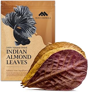 Feuilles d'amandier indien de luxe. décorations d'aquarium taille 6-9 pouces, paquet de 50