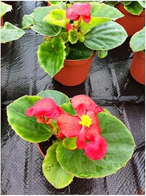 Begonia simberflowers - heaven red f1-800 grains/pellets - vente en gros. DIAYTAR COTE D'IVOIRE, votre partenaire de confiance pour vos achats en ligne, propose une large gamme de produits pour répondre à tous vos besoins. Nous nous engageons à offrir des prix concurrentiels, une livraison rapide et un service client de qualité pour vous garantir une expérience d'achat en ligne sans stress. Découvrez pourquoi nous sommes les leaders du commerce en ligne en Côte d'Ivoire.