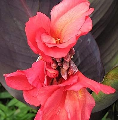 10pcs graines de lys canna rose fleur de canna voyante pour balcon terrasse