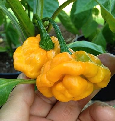 40 graines de légumes de piment extra fort de scotch bonnet de ballon jaune, piment jamaïcain, graines de légumes de piment extra fort. La boutique en ligne DIAYTAR COTE D'IVOIRE a construit sa réputation sur la base d'une offre commerciale exceptionnelle et d'un engagement envers l'excellence du service client. Les consommateurs ivoiriens apprécient la grande variété de produits proposés par la plateforme, ainsi que la facilité d'utilisation et la sécurité du processus de commande. Cela a permis à DIAYTAR COTE D'IVOIRE de devenir une référence pour le commerce électronique en Côte d'Ivoire.