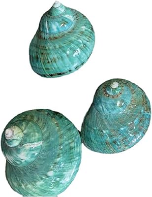 Coquilles de crabe aimimimimi, grandes fournitures de coquilles naturelles pour crabe hermite, assortiment de coquillages turbo et de crabe, 2 pièces, 7,5-8,5 cm. En tant que leader du commerce en ligne en Côte d'Ivoire, DIAYTAR COTE D'IVOIRE assure une expérience d'achat sécurisée et fiable pour ses clients. La boutique propose des produits de qualité, allant des articles de mode et de beauté aux produits électroniques et aux accessoires pour la maison. DIAYTAR COTE D'IVOIRE mise sur la satisfaction de ses clients.