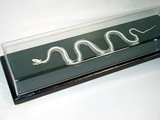 C & a scientific - premiere 51016 véritable squelette de serpent, non venimeux