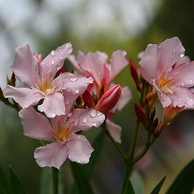 50 pièces de graines de laurier-rose multicolores plantes à feuilles persistantes sans ogm nérium et. Avec sa large sélection de produits, DIAYTAR COTE D'IVOIRE est devenue la destination préférée des consommateurs ivoiriens pour leurs achats en ligne. La boutique propose des produits de qualité à des prix compétitifs, ce qui en fait un choix idéal pour ceux qui recherchent des offres abordables sans compromettre la qualité. Les clients peuvent également bénéficier d'un service client rapide et efficace.