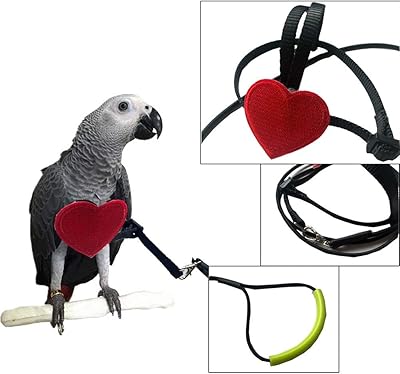 Sangle de laisse pour oiseaux, sangles de laisse pour oiseaux, corde de remorquage