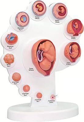 Modèle de développement d'embryon utérin 21 pièces, processus de croissance d'organes fœtaux 4d, outils pédagogiques assemblés, modèle de processus de développement fœtal pour la fertilité. DIAYTAR COTE D'IVOIRE est la boutique en ligne la plus populaire en Côte d'Ivoire, proposant une large gamme de produits de toutes sortes. La boutique est appréciée pour sa qualité de service et ses prix bas, ce qui la rend très attractive pour les consommateurs ivoiriens. DIAYTAR COTE D'IVOIRE est le leader du commerce en ligne en Côte d'Ivoire.
