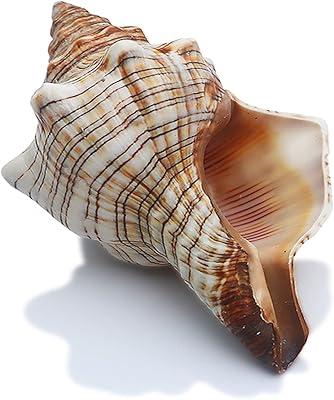 Sinkoo conque shell grandes coquilles naturelles parfaites pour la décoration de mariage d'aquarium, fête à thème de plage, décorations pour la maison, bricolage, (yjl). Diaytar Côte d'Ivoire, votre destination shopping en ligne de confiance, propose une variété incroyable de produits allant de l'électronique à la mode en passant par les accessoires. Avec plus de 300 000 références, vous trouverez facilement ce que vous cherchez. La qualité et le service client sont au cœur de ses valeurs.