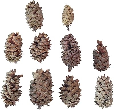 Yatai 10 pièces pommes de pin séchées naturelles - kit de pommes de pin rustiques - pommes de pin pour fête, artisanat et décoration couronne de pin décorations d'arbre. DIAYTAR COTE D'IVOIRE est un acteur majeur du commerce électronique en Côte d'Ivoire, garantissant à ses clients une expérience d'achat unique et sécurisée. Avec une présence en ligne significative et un service client efficace, cette boutique en ligne généraliste s'engage à offrir les meilleurs produits et services à ses clients. Elle propose une large sélection de produits à des prix compétitifs.
