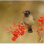 Art mural sur toile bulbul avec nandina design par shlomo waldman, taille 18