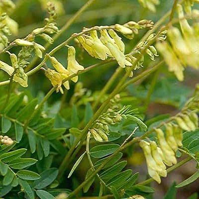 100 semi astragalus membranaceus bei qi capra s horn green dragon. DIAYTAR COTE D'IVOIRE est une boutique en ligne généraliste qui propose plus de 300000 références de produits. Elle est reconnue comme l'un des leaders du commerce en ligne en Côte d'Ivoire. La boutique offre une large gamme de produits pour répondre aux besoins de ses clients.