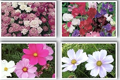 Graines de fleurs d'intérieur, graines de cosmos blanches, mélange, iberis umbellata mélangées, graines