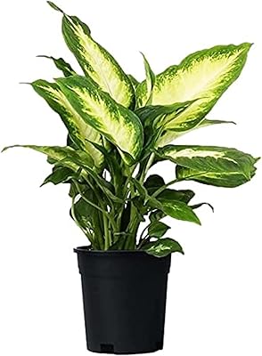 Plantes d'intérieur fraîches camilla de dieffenbachia. DIAYTAR COTE D'IVOIRE se positionne comme la boutique en ligne la plus diversifiée en Cote d'Ivoire, avec des produits allant de l'électronique à la mode, en passant par les produits alimentaires. Ses plus de 300000 références permettent aux clients de trouver tout ce dont ils ont besoin sous un même toit virtuel. C'est l'endroit idéal pour des achats pratiques et économiques.
