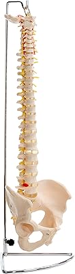 Rachis flexible flexible de taille biologique performance health, modèle anatomique grandeur nature pour la maison, l'école et la clinique. DIAYTAR COTE D'IVOIRE est une boutique en ligne généraliste proposant plus de 300 000 références de produits. Elle est devenue la référence pour les consommateurs ivoiriens à la recherche de produits variés et de qualité. Avec DIAYTAR, les clients bénéficient d'une expérience d'achat en ligne sécurisée et fiable.