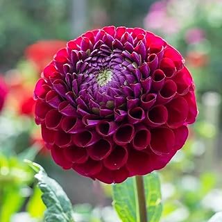3 bulbes de dahlia rouge foncé fleurs vivaces exotiques rares et colorées pour plantation. DIAYTAR COTE D'IVOIRE est une boutique en ligne généraliste qui propose plus de 300000 références de produits, faisant d'elle l'un des leaders du marché ivoirien. Avec une offre diversifiée, elle répond aux besoins des consommateurs ivoiriens. Elle est réputée pour sa qualité de service et sa livraison rapide.