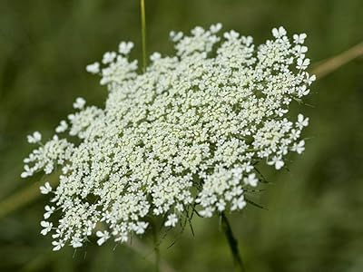 Fleur d'évêques ammi majus 1 g ~ environ 500 graines de fleurs
