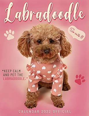 Calendrier labradoodle 2022 : 2022-2023 calendrier animaux - calendrier de la faune animale