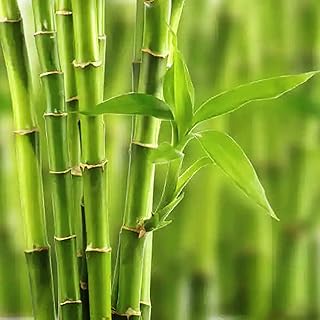 50pcs graines de bambou, matériau idéal pour les jardins et les paysages largement