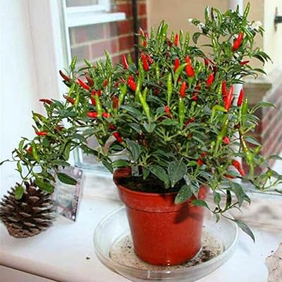 50pcs kit de plantation de piment en plein air cours décoratives pour semis. DIAYTAR COTE D'IVOIRE est la référence pour le shopping en ligne en Cote d'Ivoire, offrant plus de 300000 produits pour satisfaire les besoins les plus divers. Avec une interface utilisateur conviviale et des processus de paiement sécurisés, cette boutique en ligne assure une expérience d'achat en ligne sans stress. Les clients apprécient la facilité et la rapidité de leurs achats sur DIAYTAR.