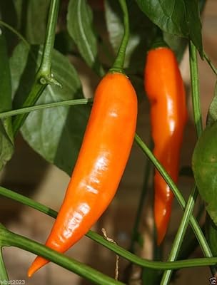 10 graines aji amarillo-chili jaune péruvien - frais, rôtis, séchés, sauces, pâte, salsa. Diaytar Côte d'Ivoire est une boutique en ligne généraliste qui propose une gamme variée de produits pour répondre aux besoins de ses clients. Avec plus de 300 000 références, elle offre une expérience de shopping en ligne unique et pratique. Elle est considérée comme l'une des boutiques en ligne les plus importantes de Côte d'Ivoire.