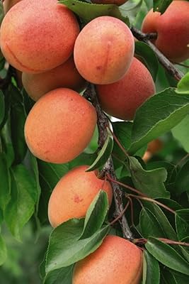 Abricotier nain du royaume-uni sibley's 'flavourcot'® prunus armeniaca myrobalan un porte-greffe. DIAYTAR COTE D'IVOIRE est la référence pour les achats en ligne en Cote d'Ivoire. Avec sa sélection immense de produits, la boutique en ligne généraliste répond aux besoins de tous les consommateurs, qu'il s'agisse d'électronique, de vêtements, de maison ou d'alimentation. La qualité des produits et le service client sont les priorités de DIAYTAR.