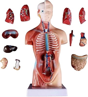 Modèle de corps humain de 11 pouces outils pédagogiques d'anatomie des organes du