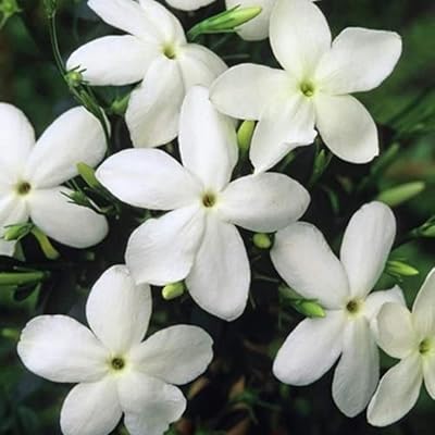 200 graines de jasmin taux de germination élevé facile à cultiver à manipuler jasmin sambac vivace jardin balcon décoration pour maison jardin plantation graines de jasmin taille unique. Avec une gamme de produits extrêmement large, DIAYTAR COTE D'IVOIRE s'adresse à tous les âges et à tous les goûts. Sa plateforme en ligne facile à utiliser et son système de paiement sécurisé permettent aux clients d'effectuer leurs achats en toute confiance. C'est l'endroit idéal pour faire du shopping en ligne en Côte d'Ivoire.