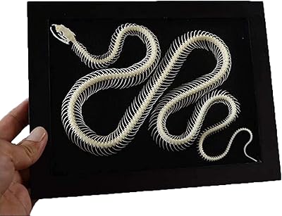 Modèle d'os naturel de squelette de serpent temkin, modèle d'anatomie de spécimen de squelette de serpent, spécimen de squelette en résine transparente, instrument d'enseignement de l'anatomie animale, modèle biologique. DIAYTAR COTE D'IVOIRE, c'est plus qu'une boutique en ligne, c'est une expérience de shopping unique et personnalisée. Nous nous efforçons de vous offrir les meilleurs produits, les meilleurs prix et un service client de haute qualité. Rejoignez notre communauté de clients satisfaits et découvrez pourquoi nous sommes leaders en Cote d'Ivoire.