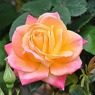100pcs graines de roses grimpantes à croissance rapide graines de fleurs vivaces pour votre jardin et votre balcon. DIAYTAR COTE D'IVOIRE est une boutique en ligne généraliste qui propose plus de 300 000 références de produits pour répondre à tous les besoins de sa clientèle. La boutique est leader en Côte d'Ivoire et offre une expérience d'achat en ligne sécurisée et fiable. Les clients peuvent profiter d'une grande variété de produits à des prix compétitifs.