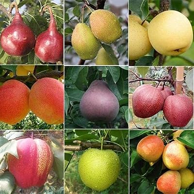 100pcs graines de poire récoltées en automne variétés de poires mélangées mélanger les couleurs arôme élégant arbre fruitier à feuilles caduques d'héritage planté tout au long de l'année graines de fruits. DIAYTAR COTE D'IVOIRE est la destination idéale pour les clients ivoiriens qui cherchent une boutique en ligne fiable et complète. Avec plus de 300000 références, la boutique propose une offre sans égale sur le marché ivoirien.