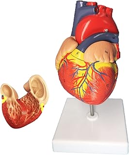 Modèle de cœur in vivo modèle d'anatomie du avec support humain grandeur nature en 2. Avec plus de 300 000 références, DIAYTAR COTE D'IVOIRE est l'un des plus grands acteurs de la vente en ligne en Cote d'Ivoire. Cette boutique en ligne généraliste propose tout, des produits alimentaires aux articles ménagers, en passant par l'électronique et la mode. Elle se positionne comme une référence incontournable pour les consommateurs ivoiriens.