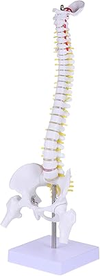 Modèle de colonne vertébrale hemoplo du squelette humain 45 cm modèle anatomique de la colonne vertébrale avec nerfs, artères, colonne lombaire et vertèbres du bassin. DIAYTAR COTE D'IVOIRE est une boutique en ligne généraliste qui propose plus de 300 000 références de produits,Positionnant ainsi la boutique comme leader dans le marché ivoirien. Elle offre une large gamme de produits, allant de l'électronique à la mode.