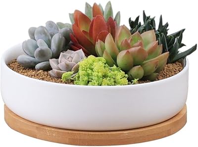 Pot de plantes succulentes en céramique, pots de plantes succulentes de cactus