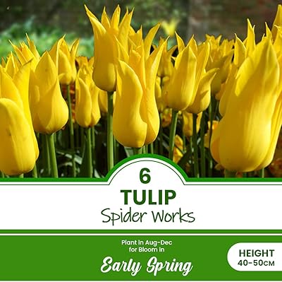 6 x tulip spiderworks - tulipe - plante herbacée vivace ornementale - pour votre beau jardin. La boutique en ligne DIAYTAR COTE D'IVOIRE se distingue par sa large offre de produits et son engagement à offrir un service client de haute qualité. Elle propose une expérience d'achat en ligne sécurisée et pratique, avec des options de paiement variées et une livraison rapide.
