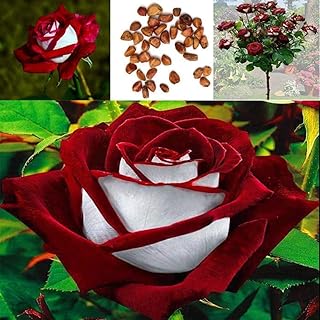 Graines de fleurs de rose platine (100 pièces, rouge/blanc)
