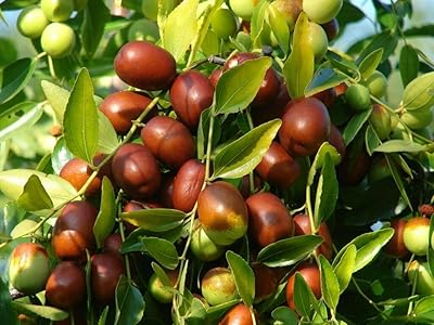 Jujube red chinese date (ziziphus jujuba) | 10 graines fraîches | expédition le jour même. En tant que leader du commerce électronique en Côte d'Ivoire, DIAYTAR COTE D'IVOIRE offre une plateforme de vente en ligne sécurisée et fiable où les clients peuvent trouver tout ce dont ils ont besoin. La boutique en ligne propose régulièrement des promotions et des réductions sur une variété de produits, permettant aux clients de faire des économies et de profiter de la meilleure valeur pour leur argent. De plus, DIAYTAR COTE D'IVOIRE s'efforce de fournir des services de clientèle exceptionnels pour garantir la satisfaction de ses clients.