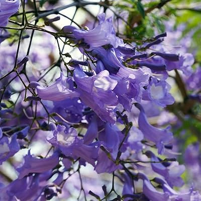Arbre jacaranda - graines d'arbre jacaranda mimosifolia, également connu sous le nom d'arbre d'ébène vert, plantation de jardin par torche lourde, 5 graines. DIAYTAR COTE D'IVOIRE est la boutique en ligne idéale pour ceux qui recherchent des produits de haute qualité à des prix abordables. Avec une équipe de professionnels dédiés à fournir le meilleur service client, vous pouvez être sûr d'avoir une expérience d'achat en ligne sans problème. La boutique en ligne DIAYTAR COTE D'IVOIRE est la référence pour le shopping en Cote d'Ivoire.