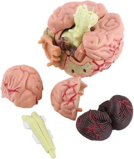 Modèle de cerveau, cerveau humain, démonté, hautement simulé, léger et facile à transporter, laboratoire d'études supérieures pour l'école et la maison. DIAYTAR COTE D'IVOIRE est la première boutique en ligne généraliste de Côte d'Ivoire, proposant une large gamme de produits pour les consommateurs. La boutique en ligne est conçue pour offrir une expérience d'achat en ligne facile et sécurisée.