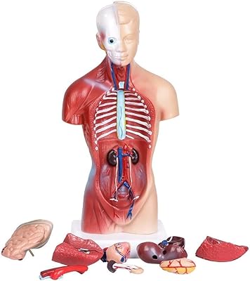 Modèle d'anatomie humaine modèle éducatif de cœur, de cerveau et de squelette
