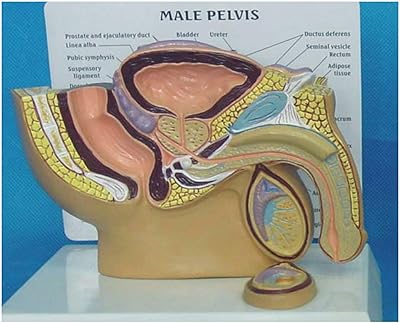 Modèle du système génito-urinaire masculin - modèle anatomique des organes reproducteurs masculins humains